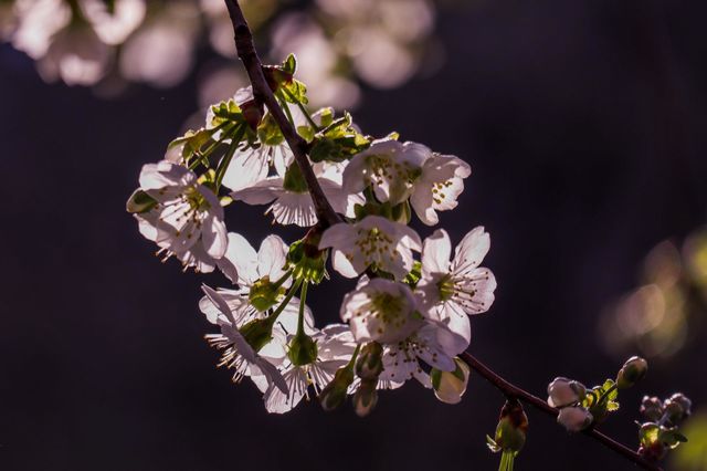 Tiny tree flowers enlighened by the last sun rays of the day, on Bucharest streets, Romania