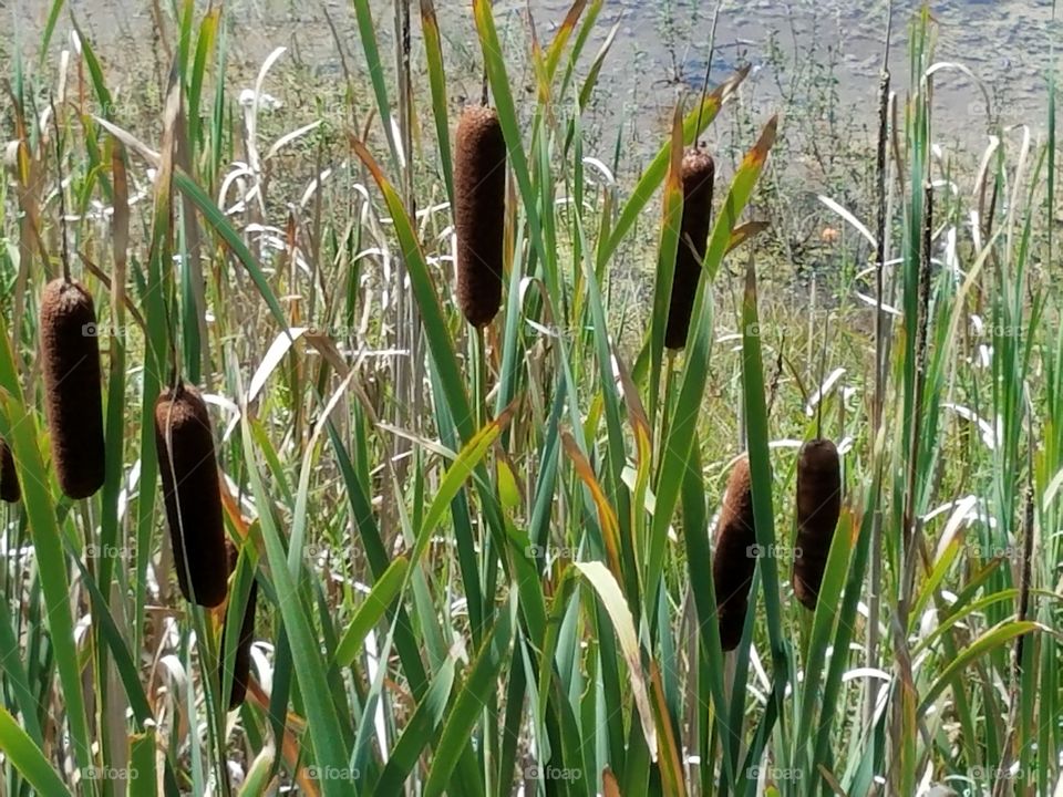 cattails by the meadow