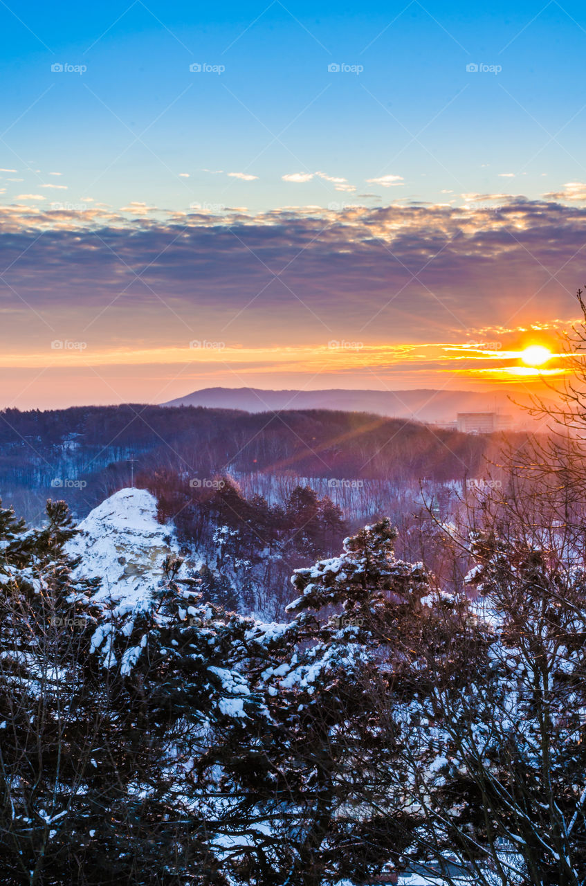 View of trees in forest during winter at sunset