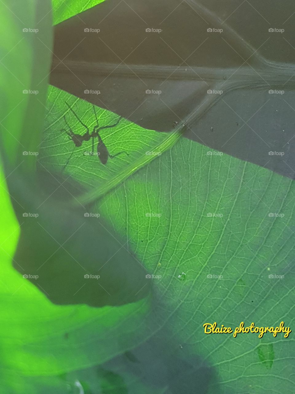 green ant shadow