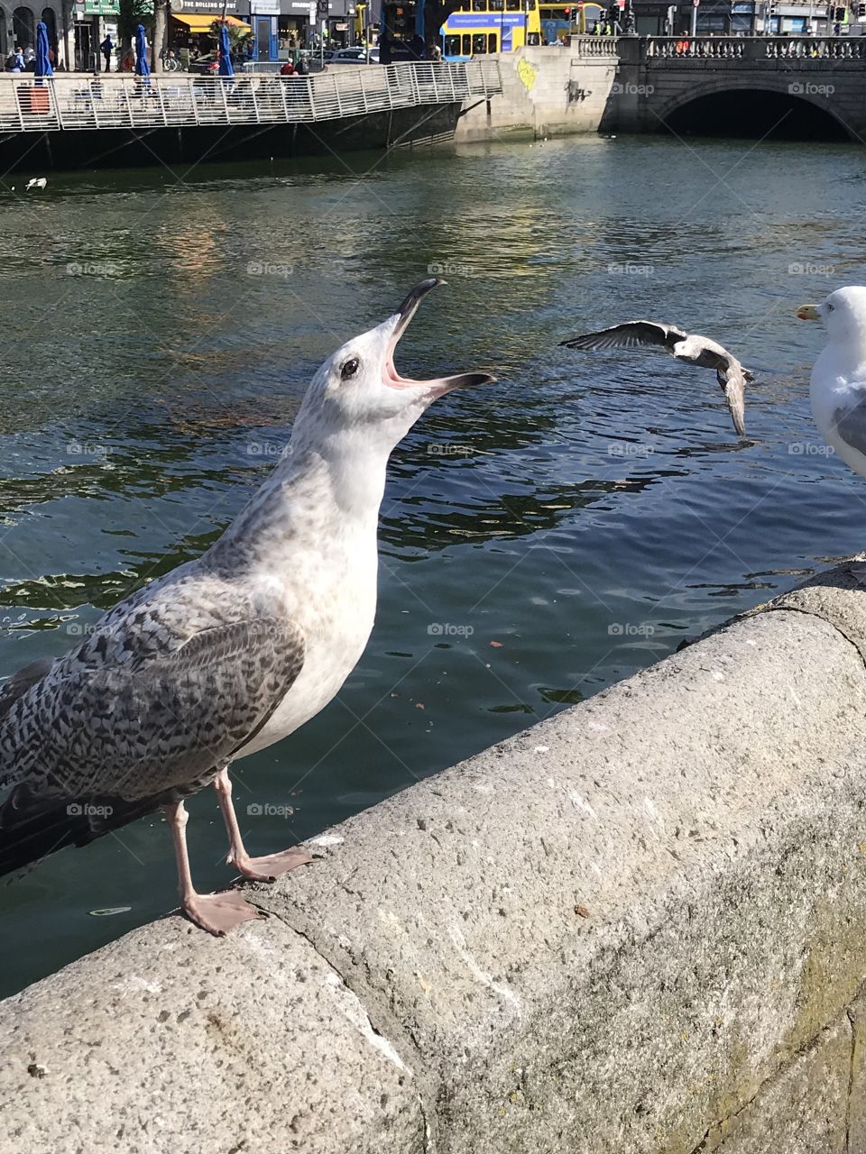 Seagulls Dublin Birds River Liffey August 2018