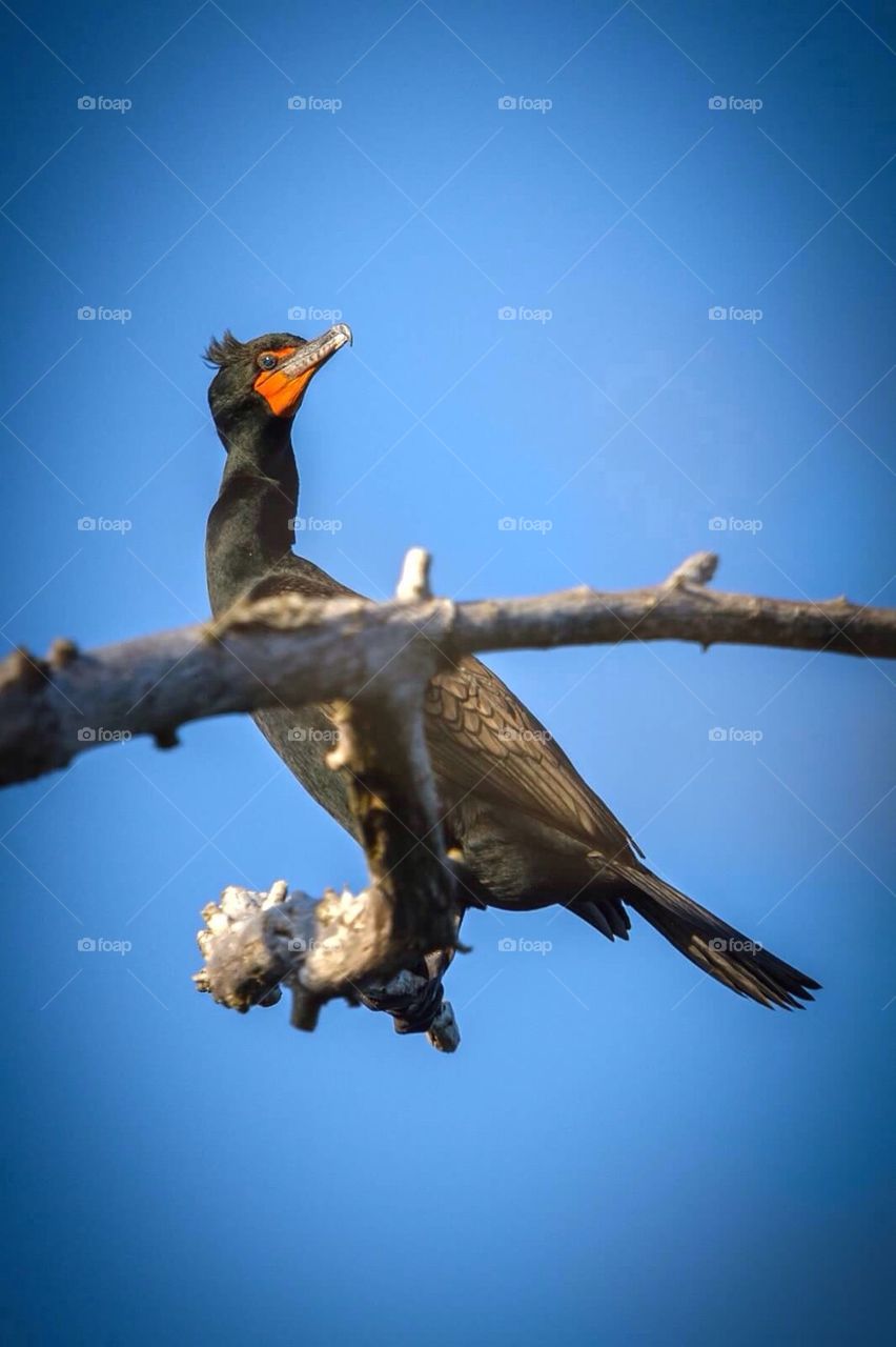 Cormorant 