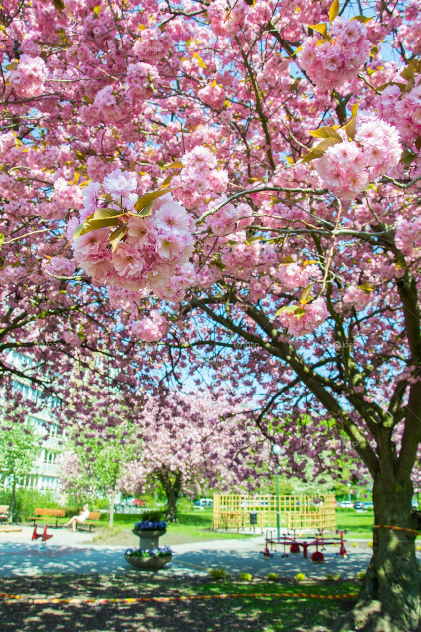 Cherry blossom in Malmö Sweden.