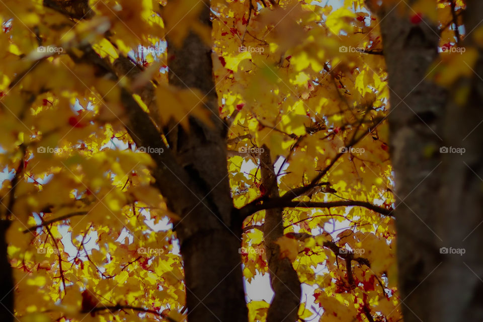 beautiful yellow leaves on a tree