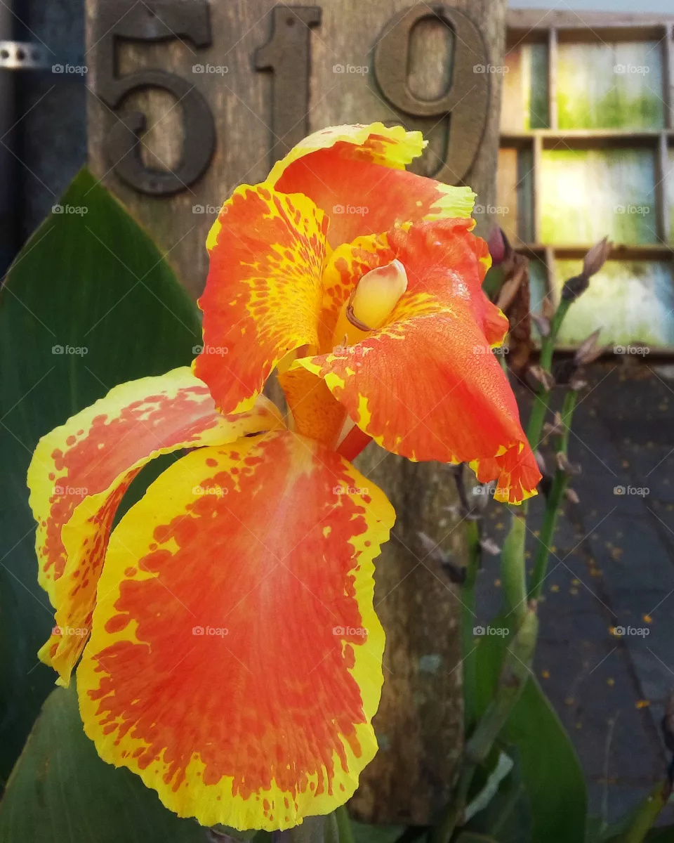 Flower