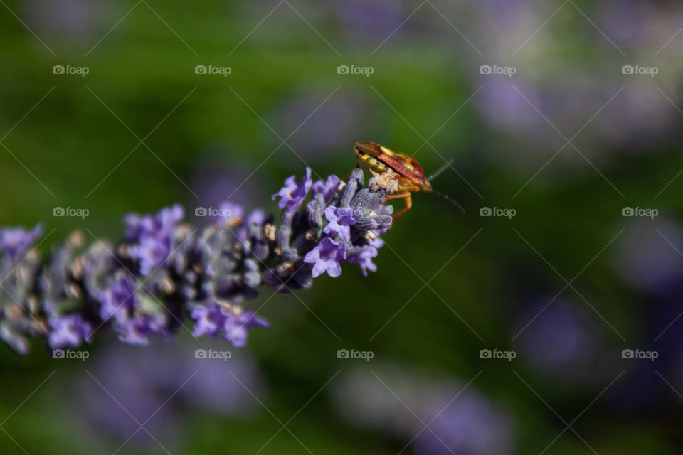 An insect on lavender flower 