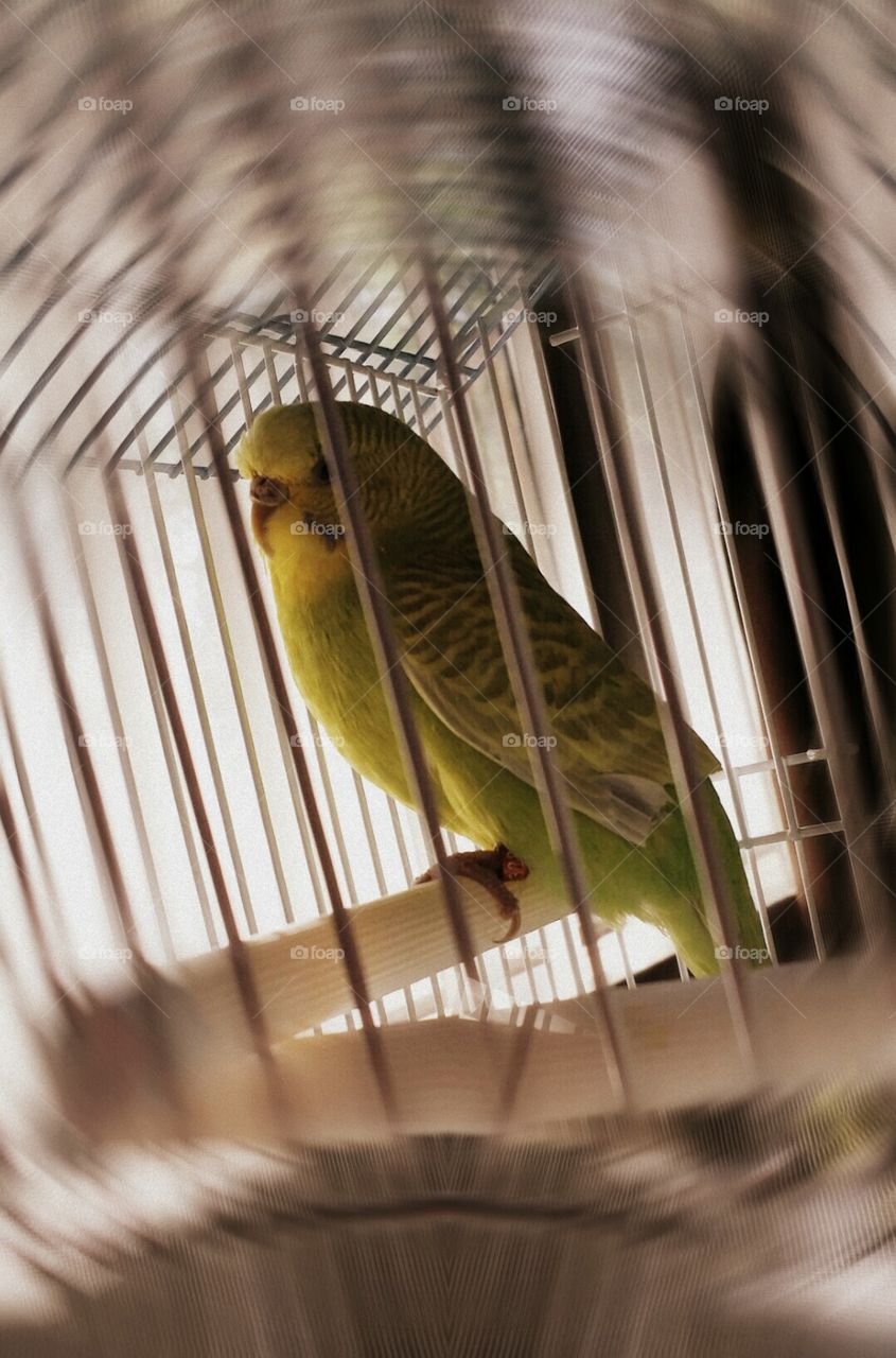 Pretty Parakeet. Happy she has a forever home
