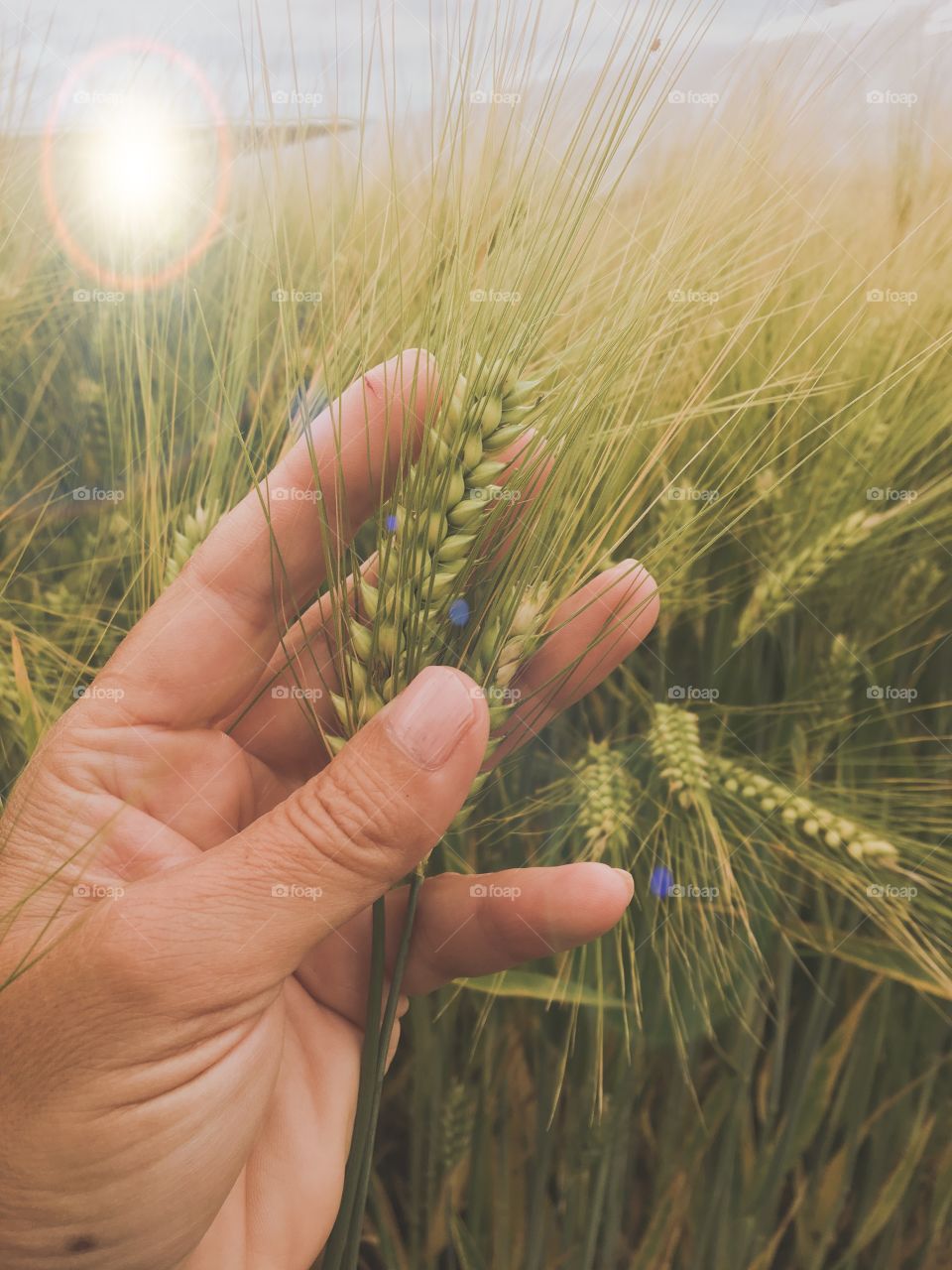 People hand holds wheat in Cornfield 