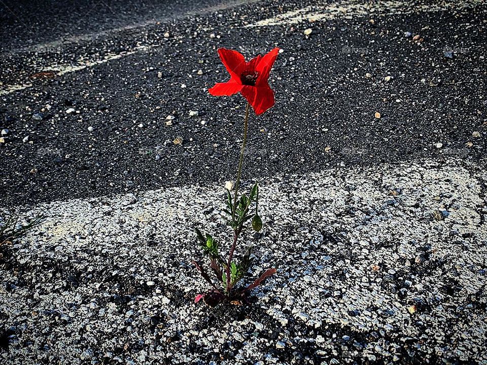 Human and nature.  A red poppy has grown in a crack in a highway road.  Close-up