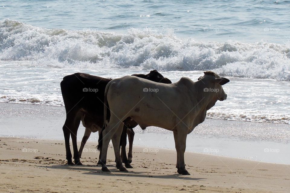 Cows strolling on the beach in Goa