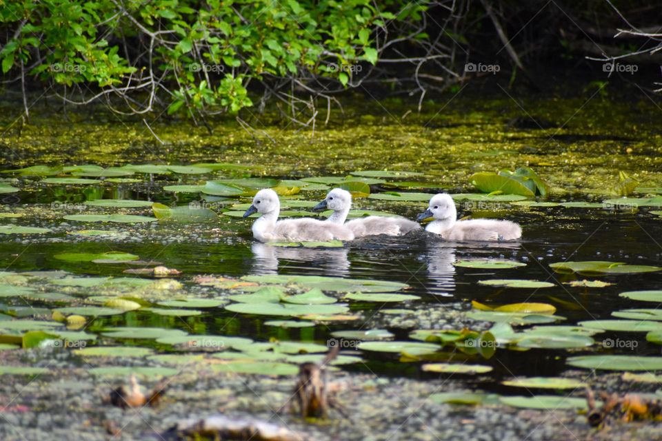 Baby swans make their way through a maze of lily pads