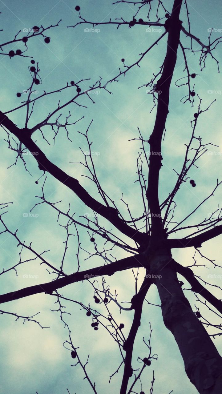 Tree 🌲 