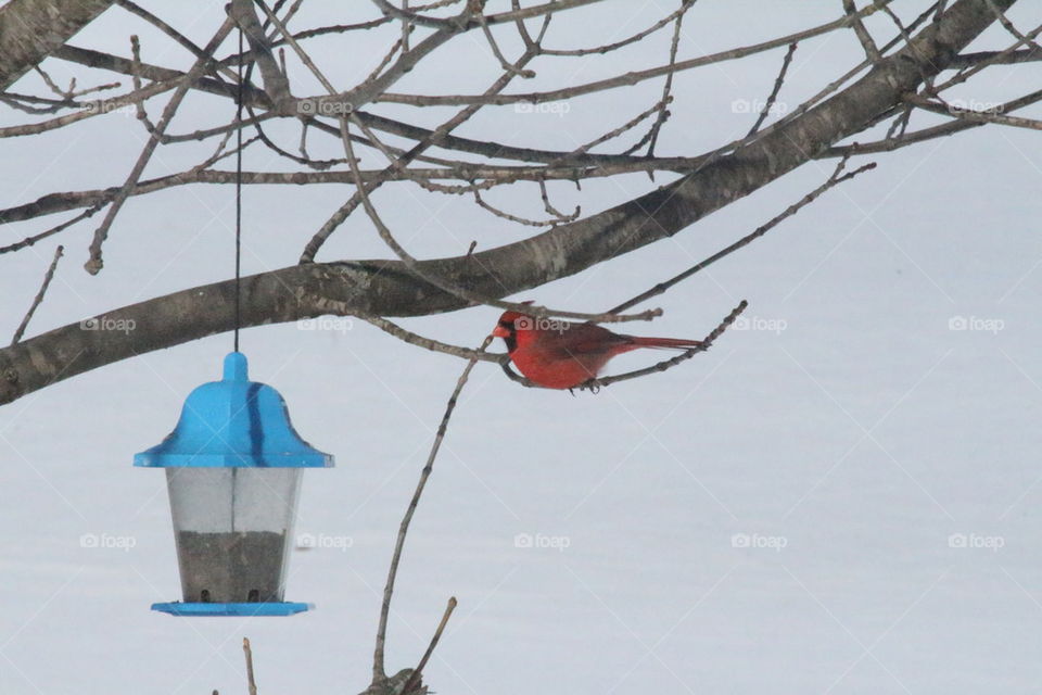 cardinal n feeder