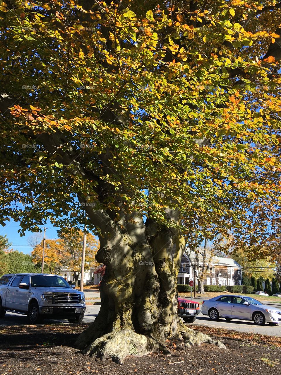 Beech tree with huge circumference of trunk. Leaves starting to change color, Autumn colors.
Tree is ancient!