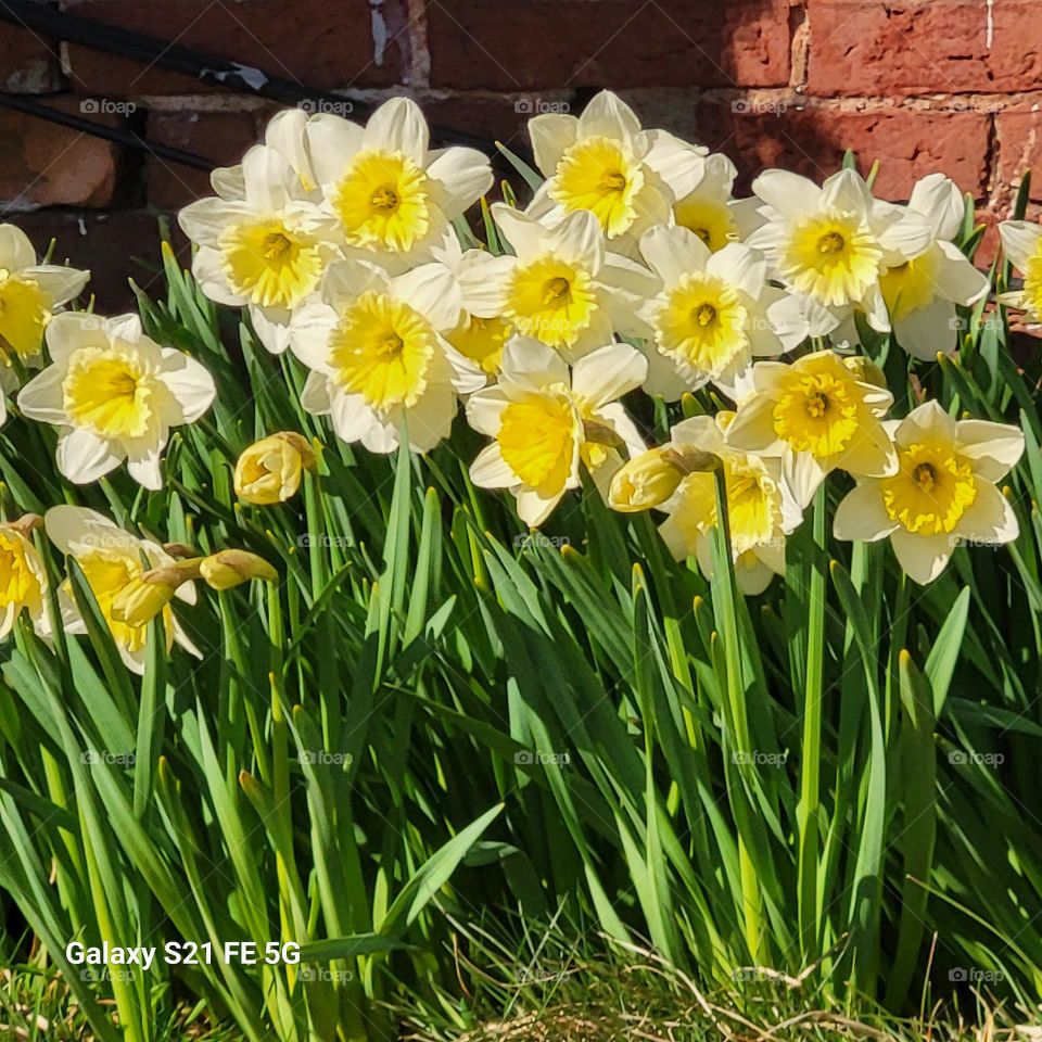 spring time blooms