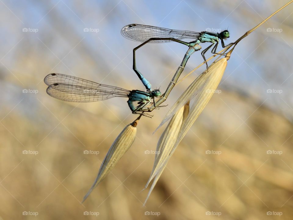 Mating of damselfly 