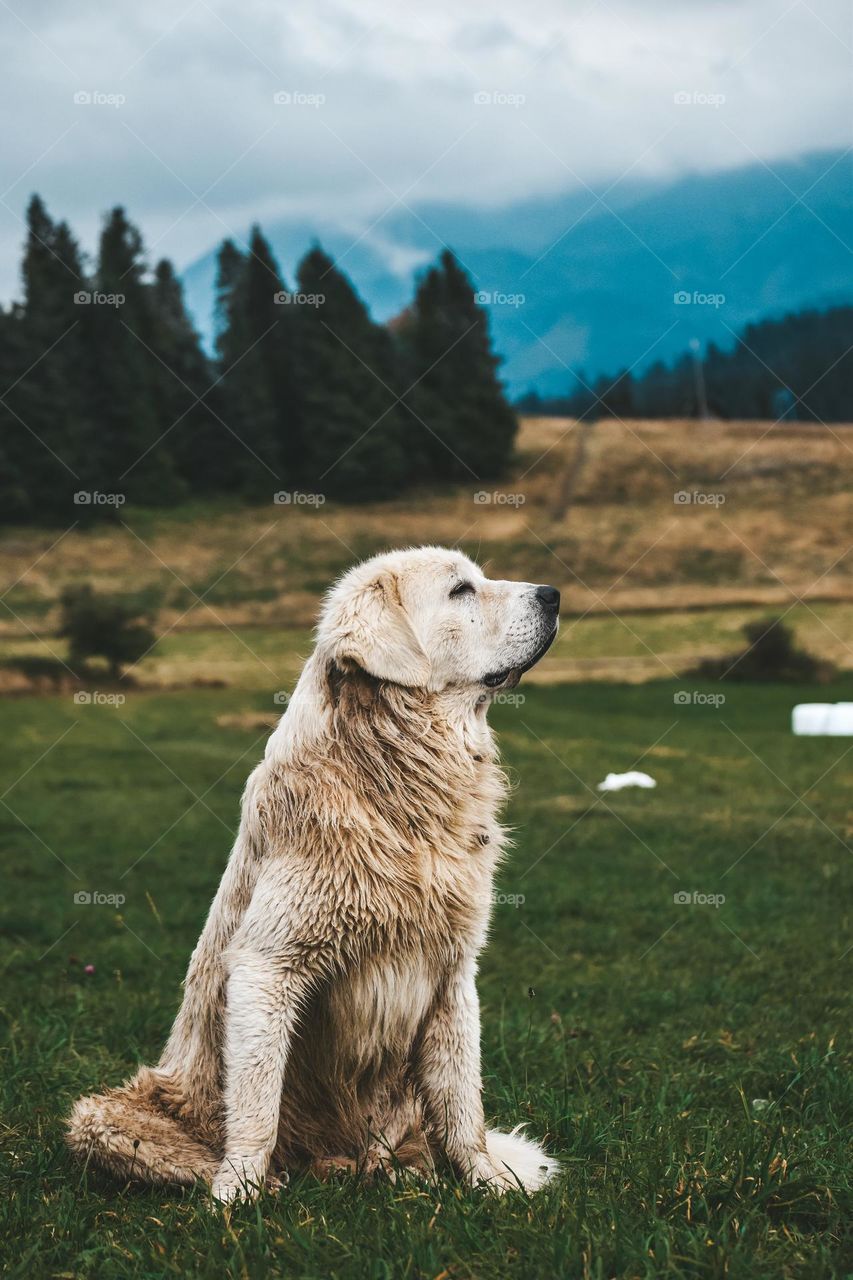 dog in mountains