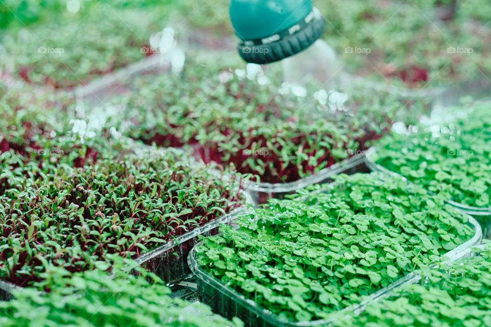 Watering greenery 