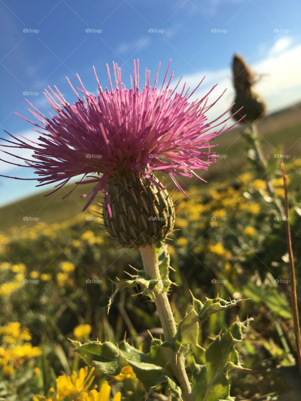 Lonely Thistle