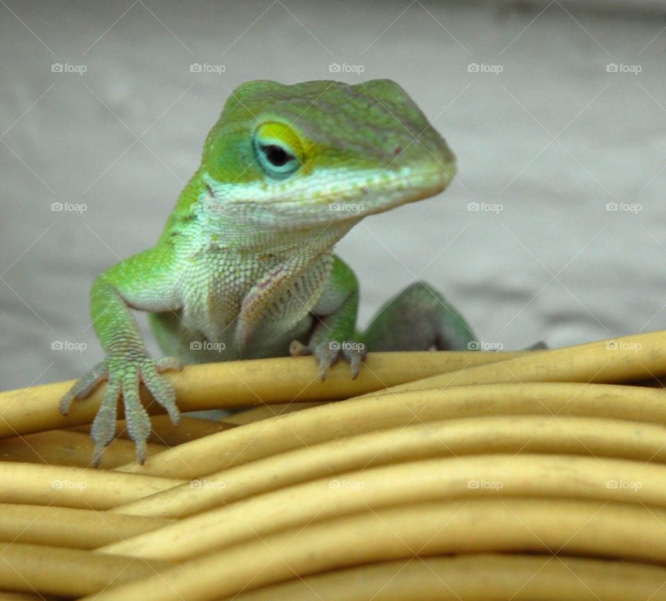 green happy face lizard by lightanddrawing