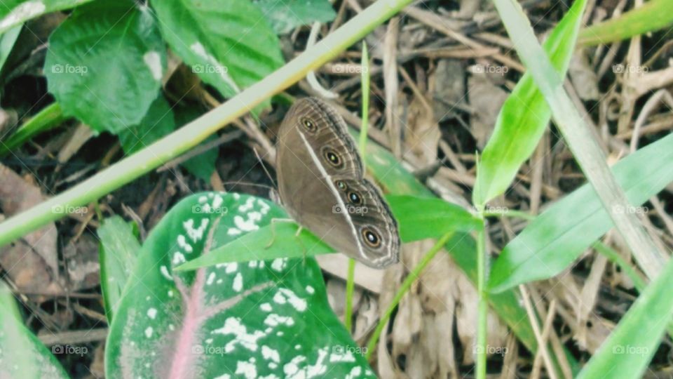 Five circle butterfly