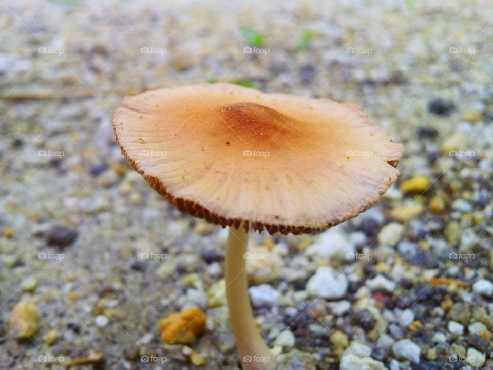 Mushroom's spora