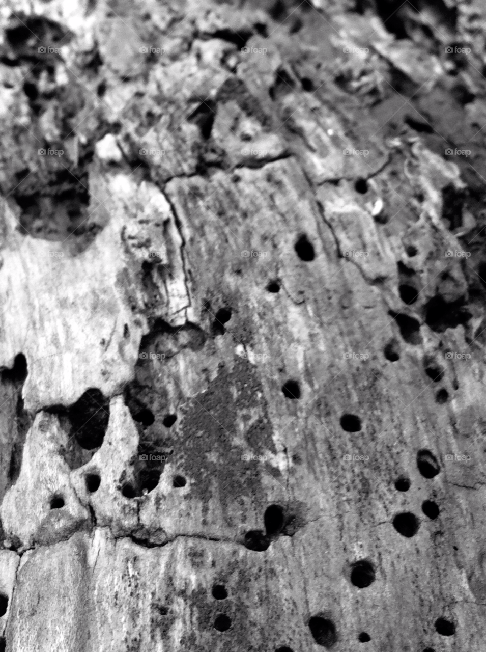 Close up of bark on a tree.