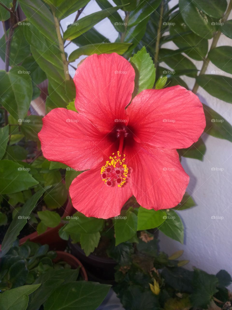 Garden flower. This picture of flower is taken from my garden in Tivat Montenegro