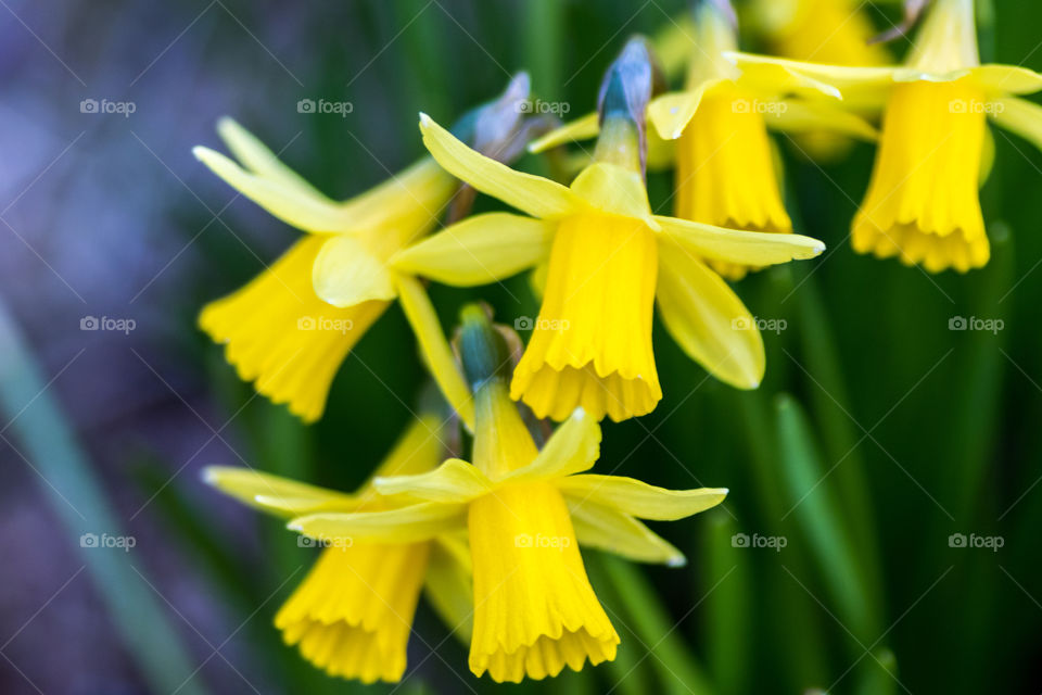 macro photo of small daffodils in the forest