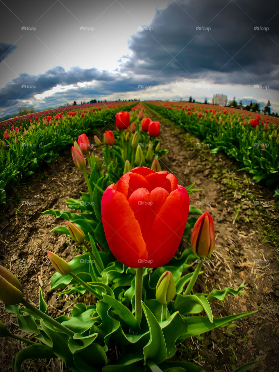 Foap Mission Zoom In! Close Macro Shot Single Red Tulip In A Field Of Thousands🌷