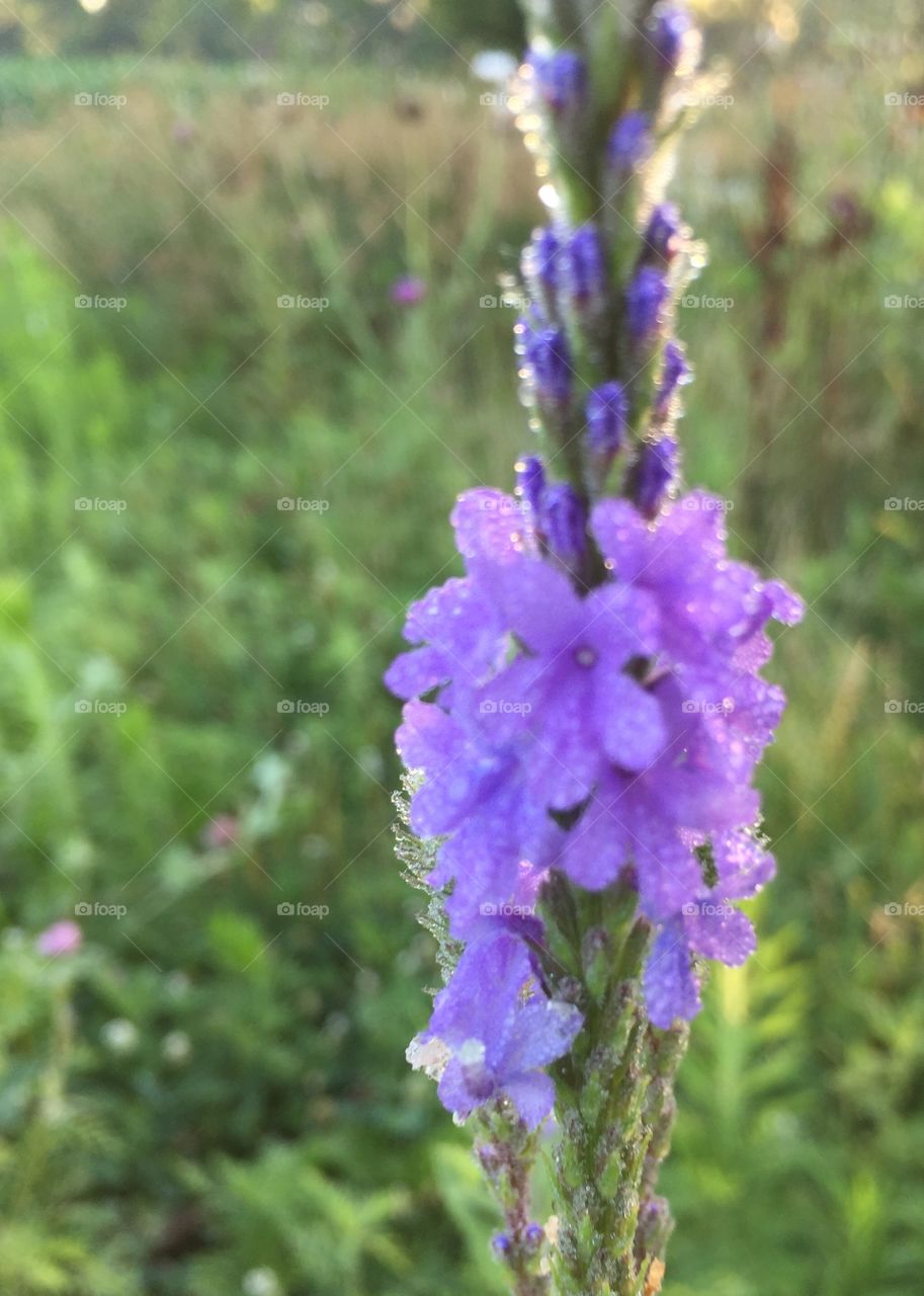 Closeup of dew-covered Hoary Vervain in bloom in a meadow 