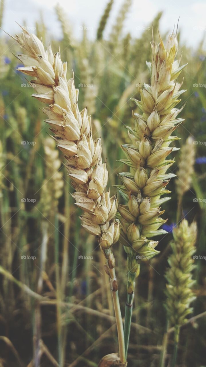 Wheat macro