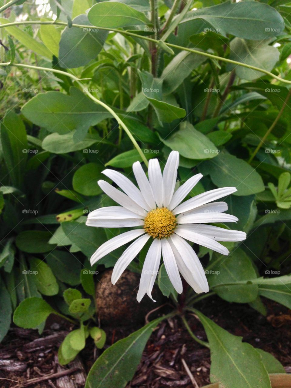Shasta Daisy Garden Flower