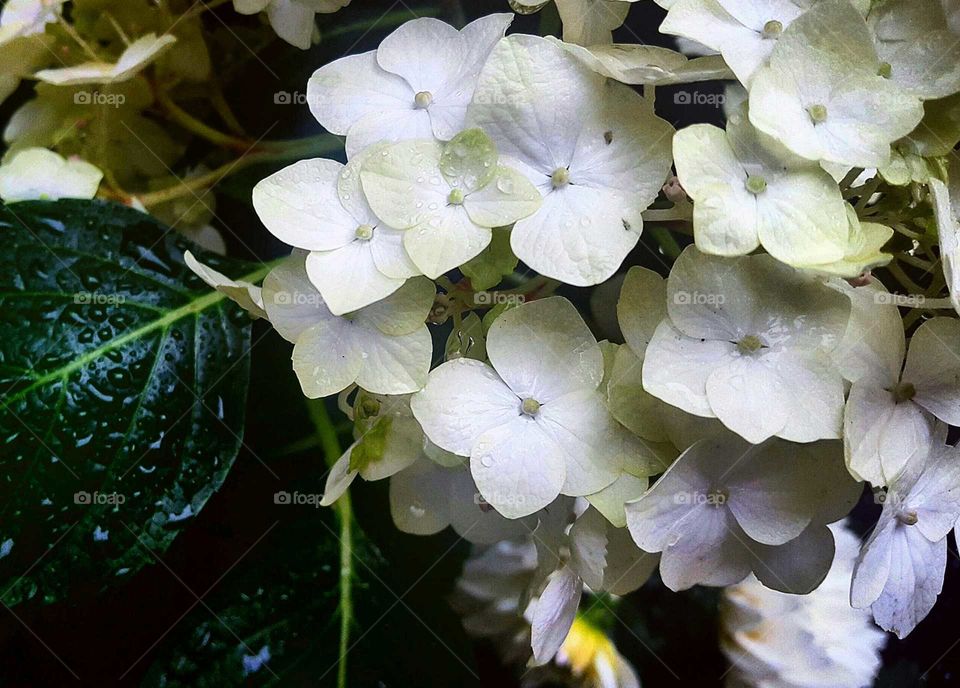 Hydrangea