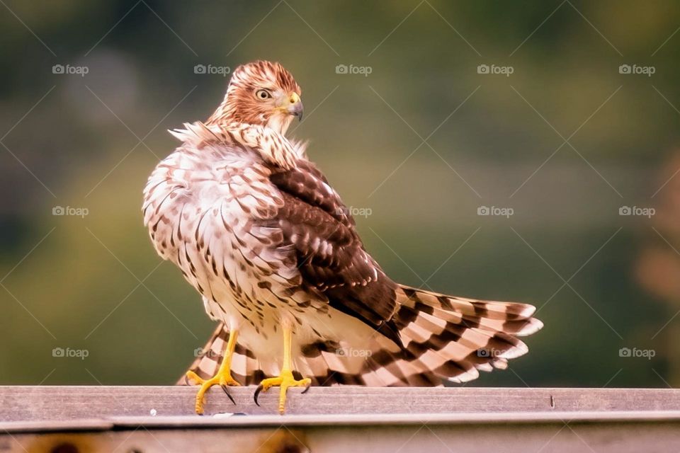 A Cooper’s hawk shows off its tail feathers. 