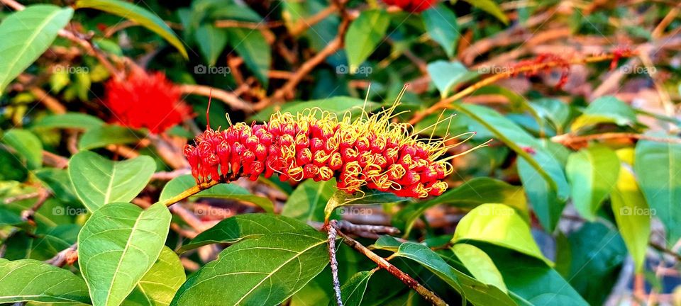 decorative plants