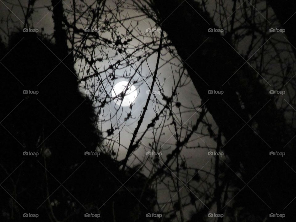 full moon between two trees