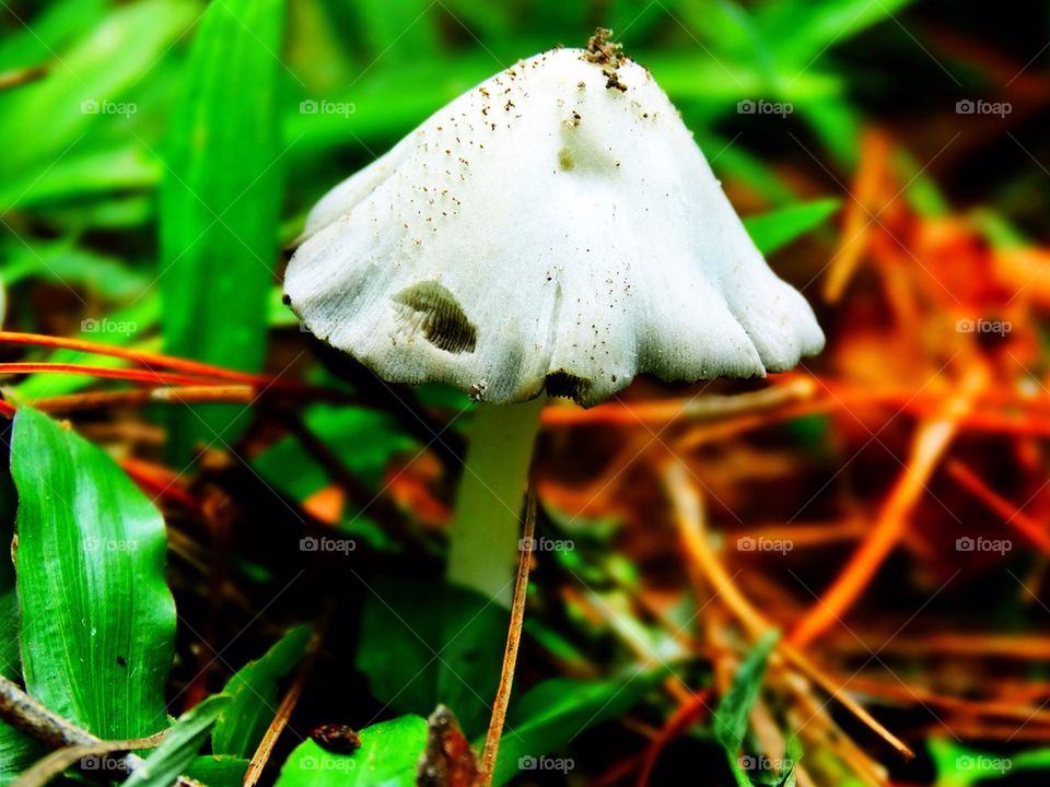 Close-up of mushroom