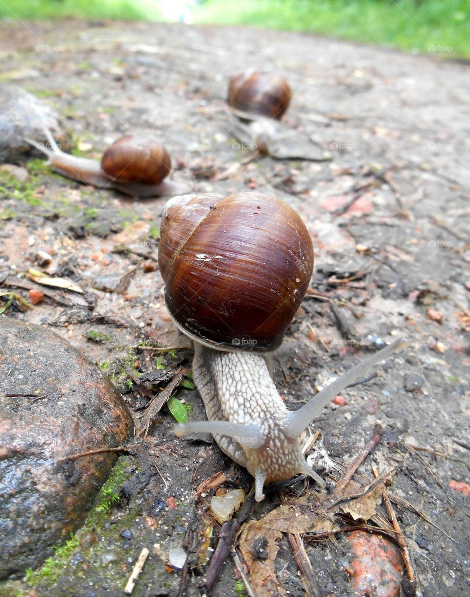 snails urban animal in the city park