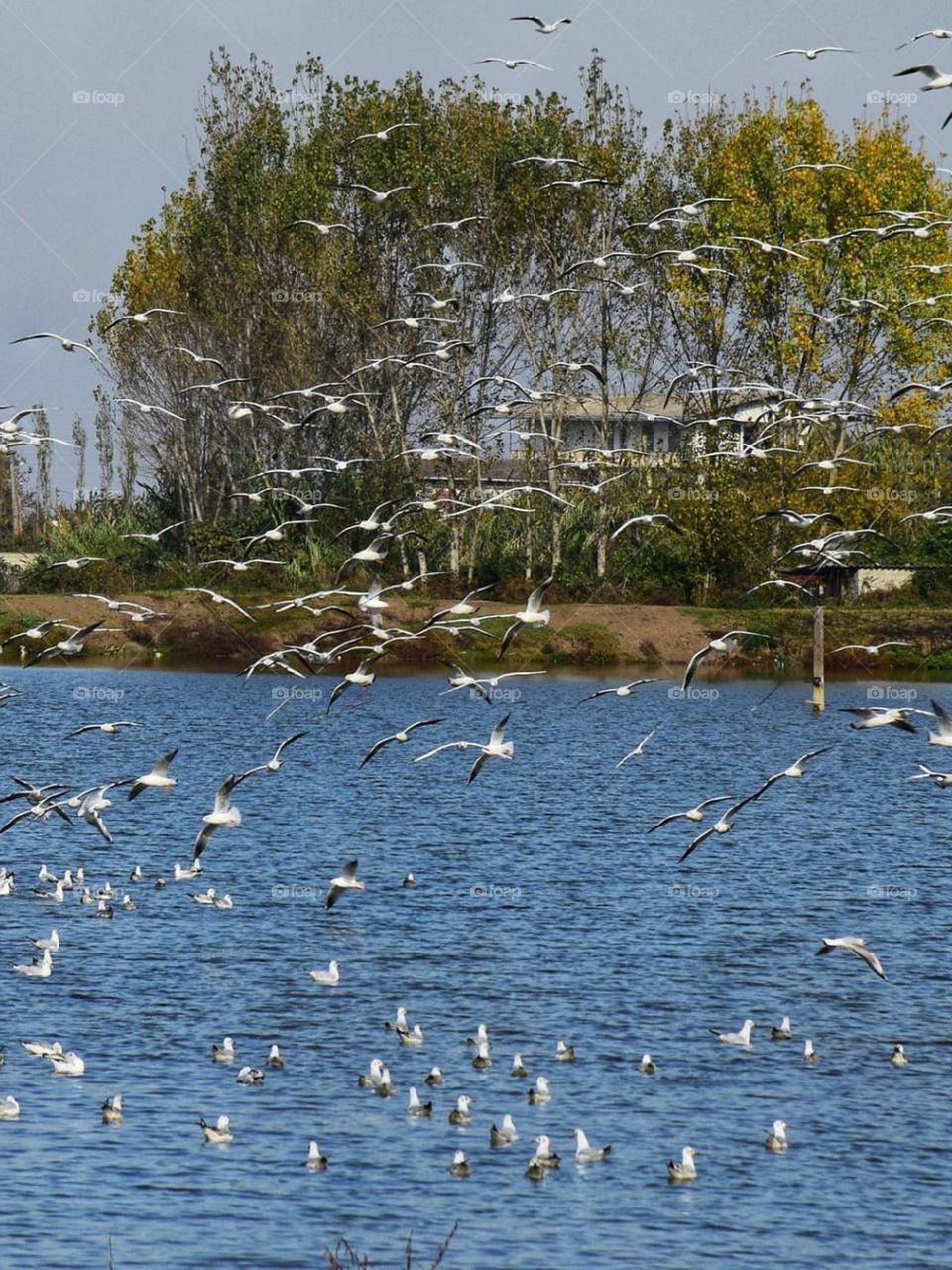 Time to fly for seagulls