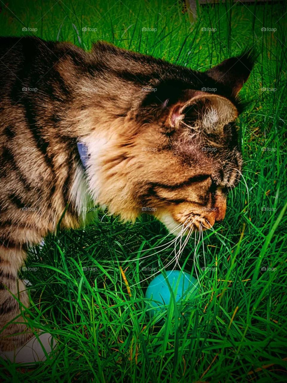 Maine Coon Cat Hannibal with his ball
