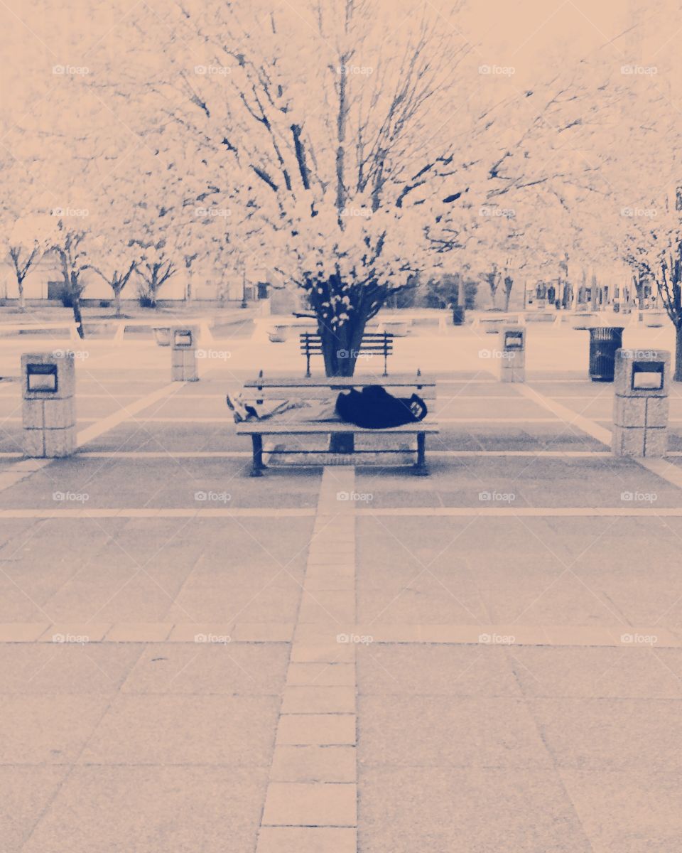 Cherry Blossom Nap. Memphis TN. Homeless man on bench under cherry blossom. Faded white towards pink scale.