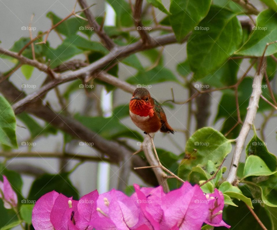 Sweet Hummingbird 