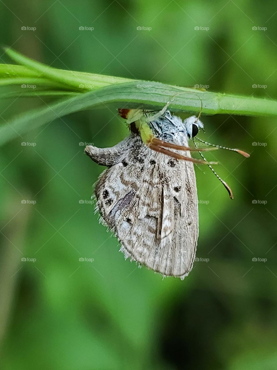 butterfly captured by predator