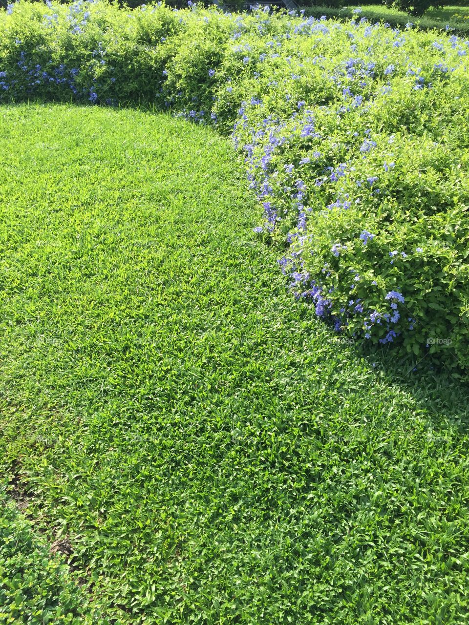 Green lawn with purple flower