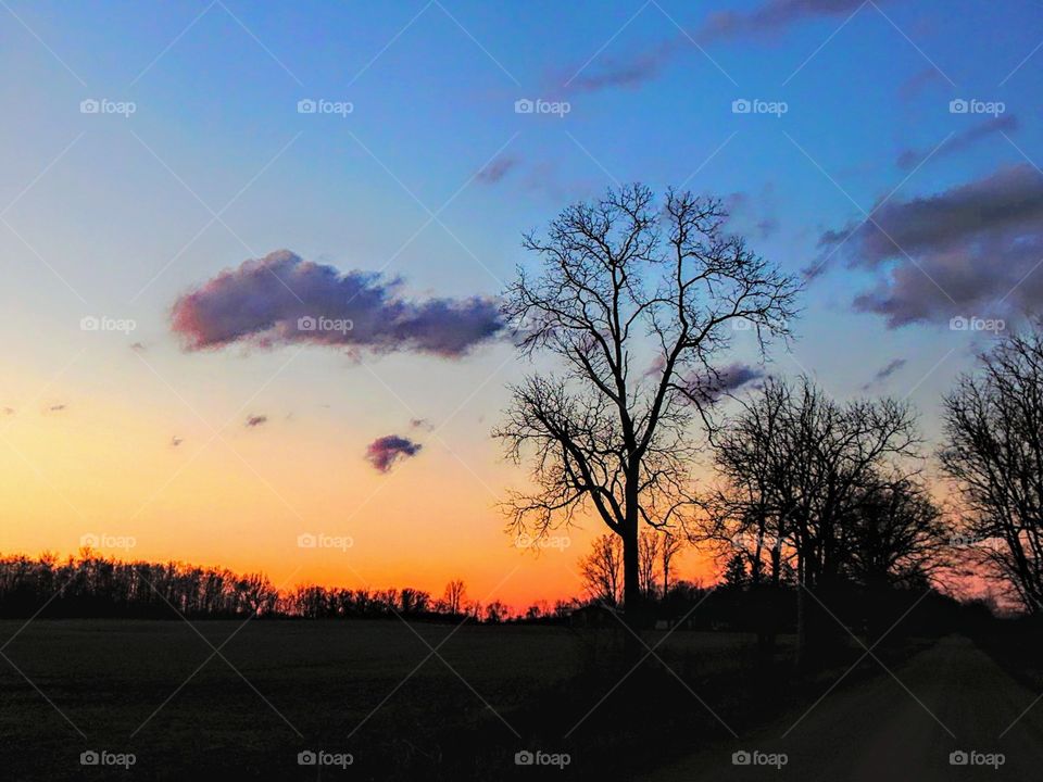 tree silhouettes under a beautiful orange and blue sky