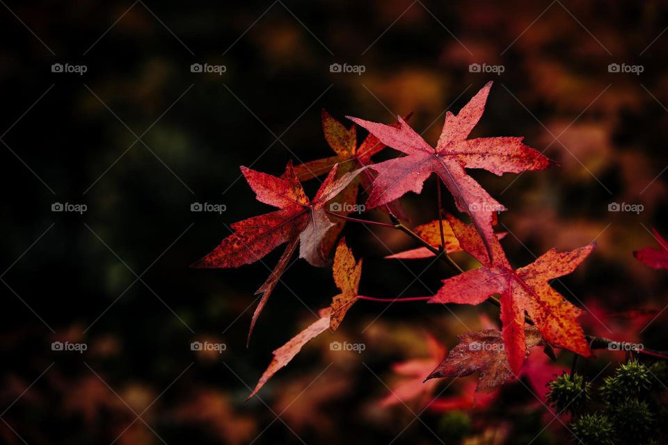 Beautiful red maple leaves