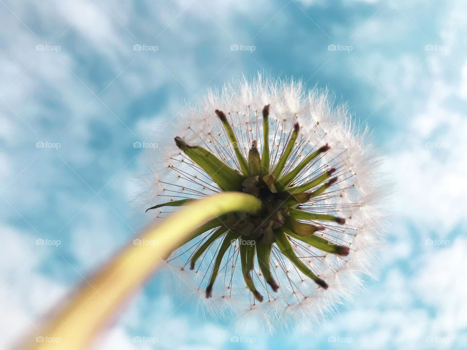 Dandelion in front of blue cloudy sky 