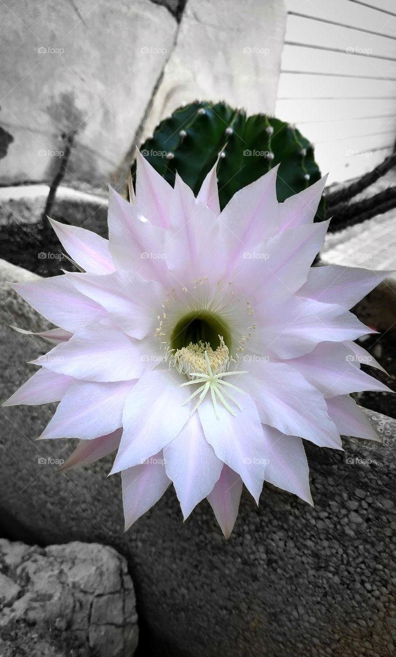 Echinopsis tubiflora.