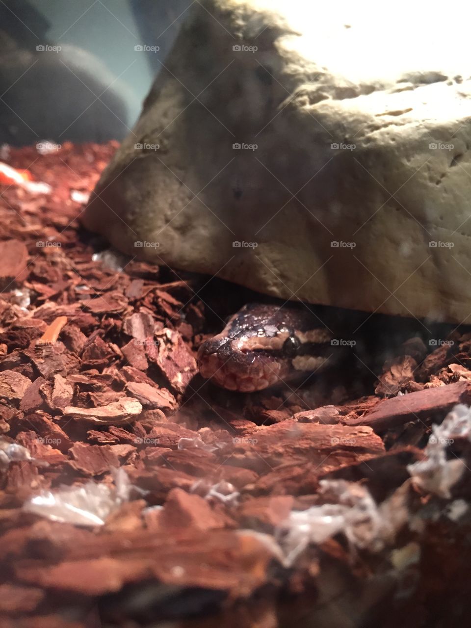 Ball python poking his head out 